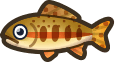 Golden Trout