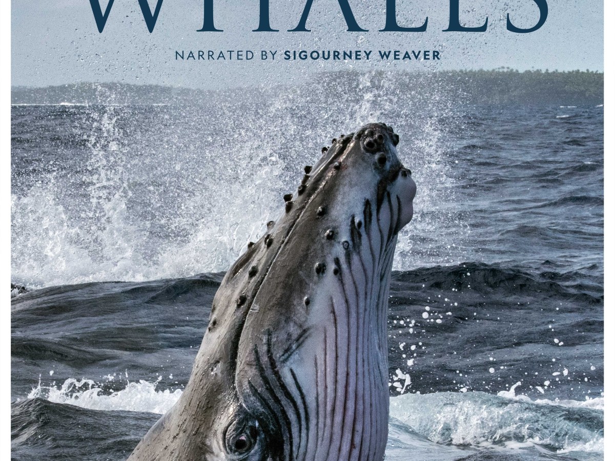 National Geographic “Secrets of the Whale” Disney Plus Original Series Review