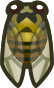 cicada