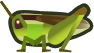 grasshopper